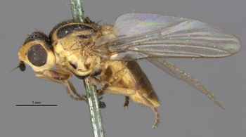 Media type: image;   Entomology 13365 Aspect: habitus lateral view